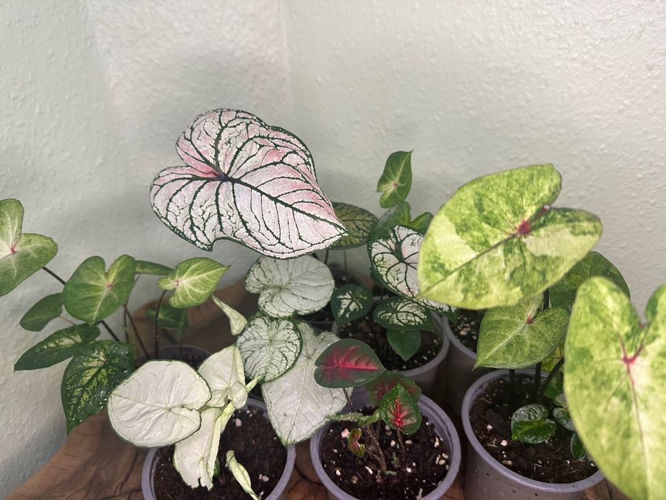 Каладіуми, тіландсії,