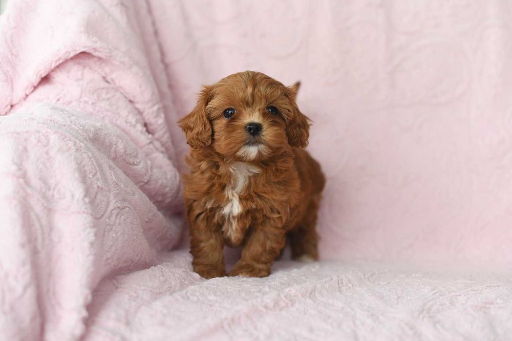 Maltipoo-cudowna suczka