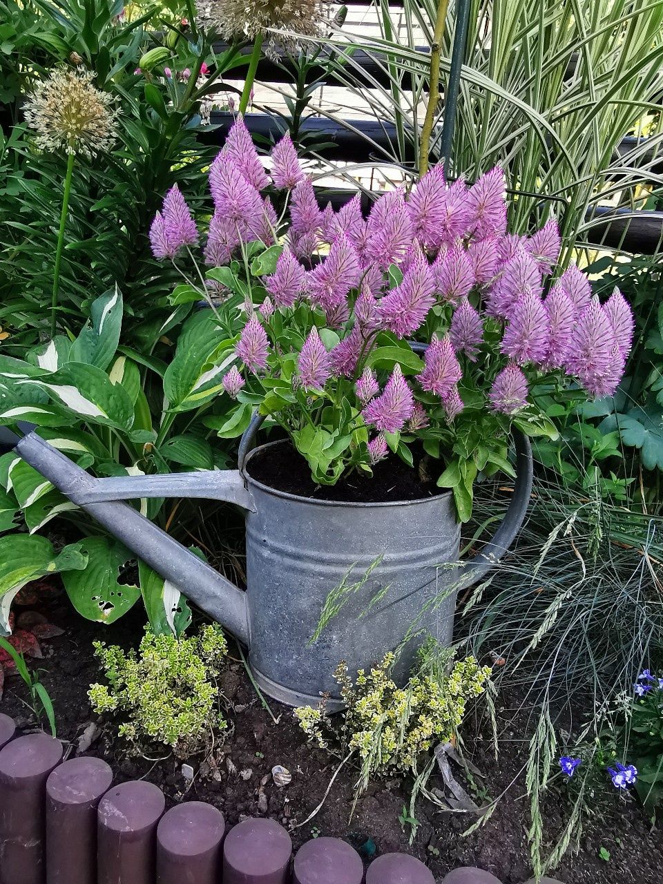Ptilotus - Różowy ogonek królika 30 nasion