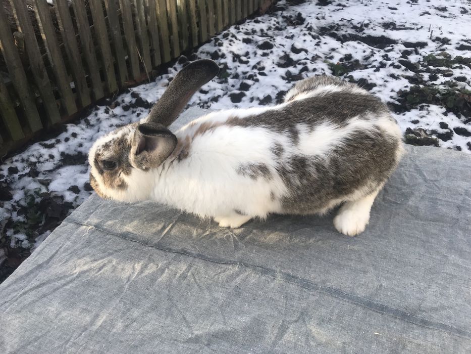 Продам кроликів!!! ( Самеь)