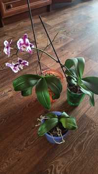 Орхідеї в горщиках