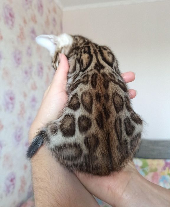 Вязка бенгальского кота