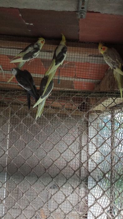 Caturras 2024 e 2025