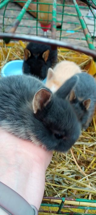 Декоративні карликові кроленята