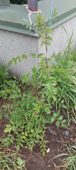 Кампсис вкорінюваний (текома)