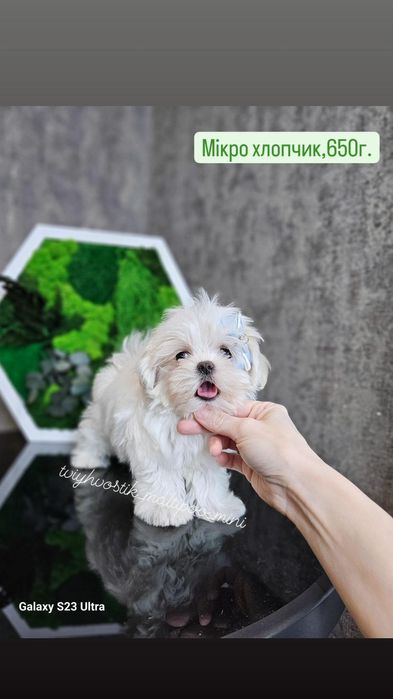 Кому мальтипу хлопчики та дівчата?