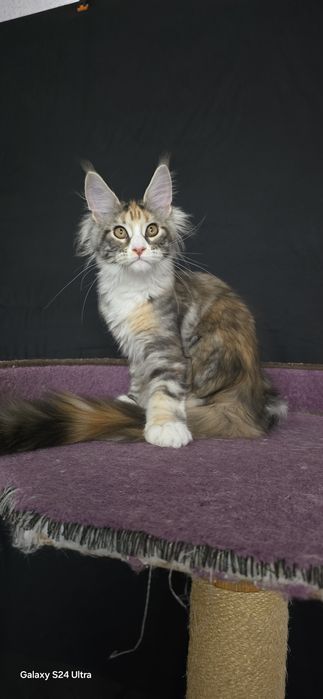 Розкішне срібне кошеня мейн-кун