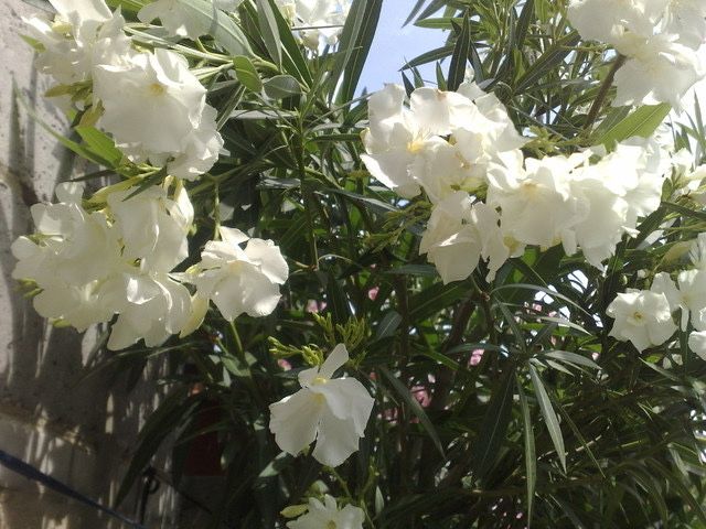 Biały pachnący oleander o pełnych kwiatach