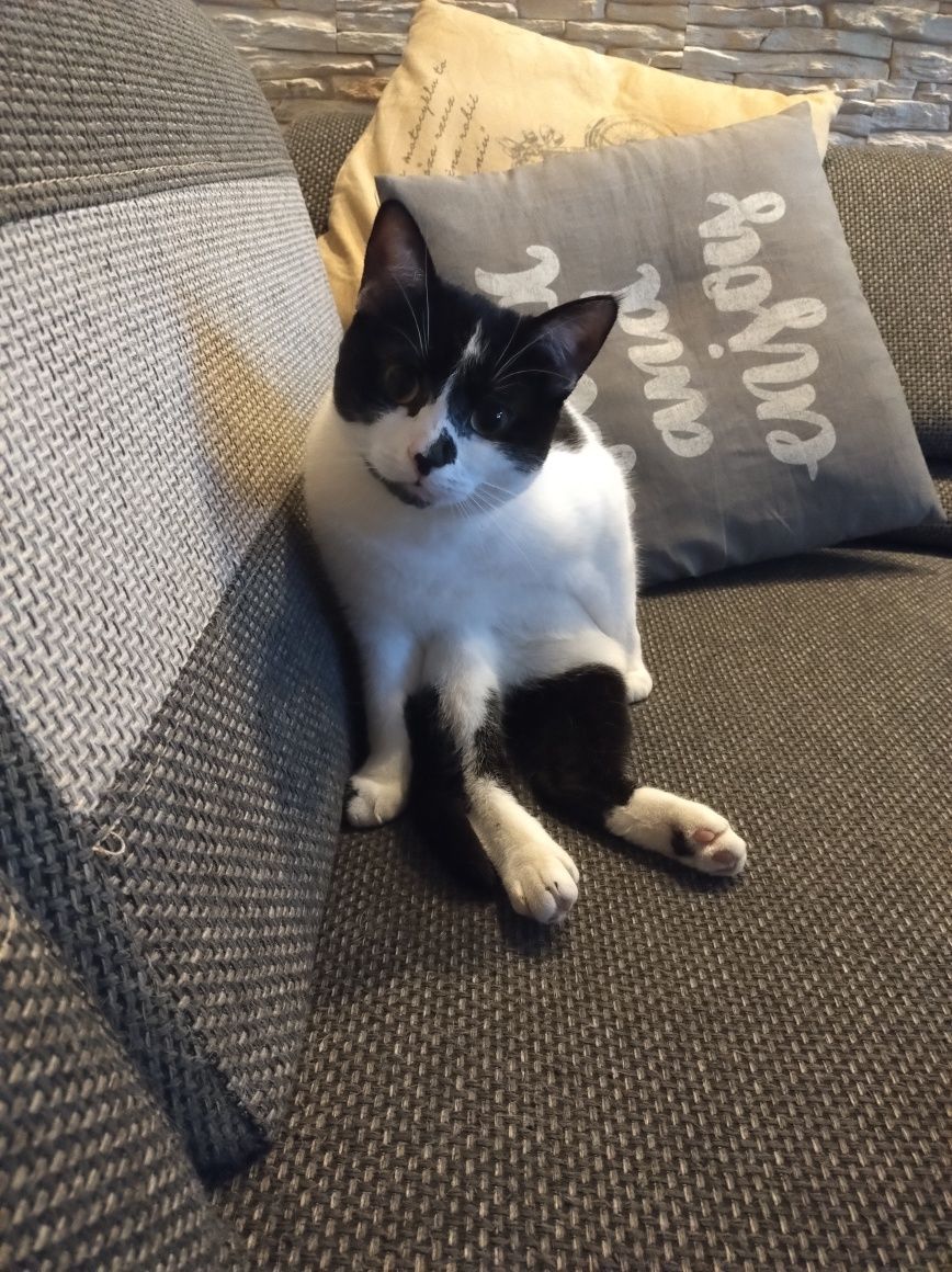 Kotka ok dwu letnia do adopcji
