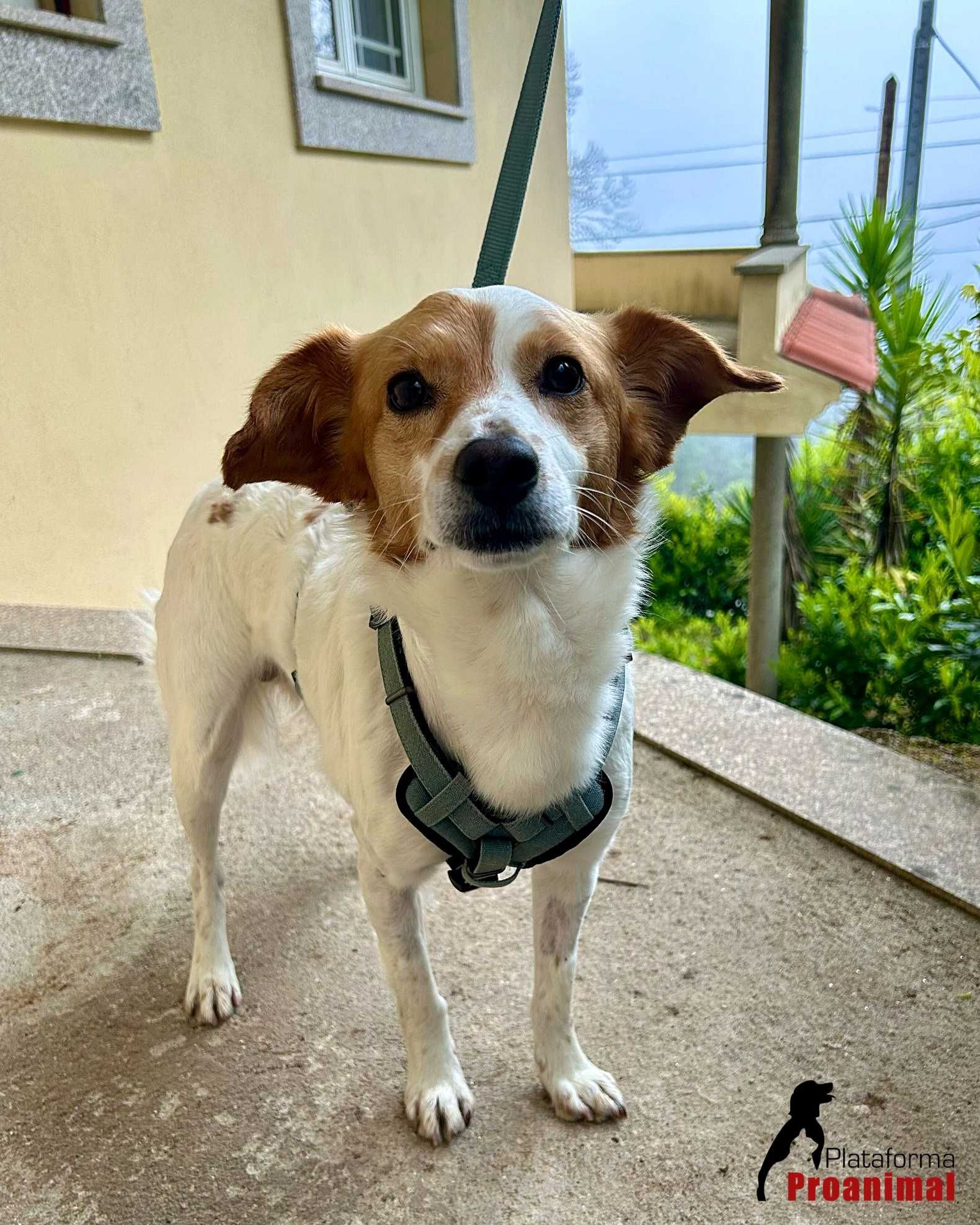MARTIM - Cãozinho muito meigo para Adoção!