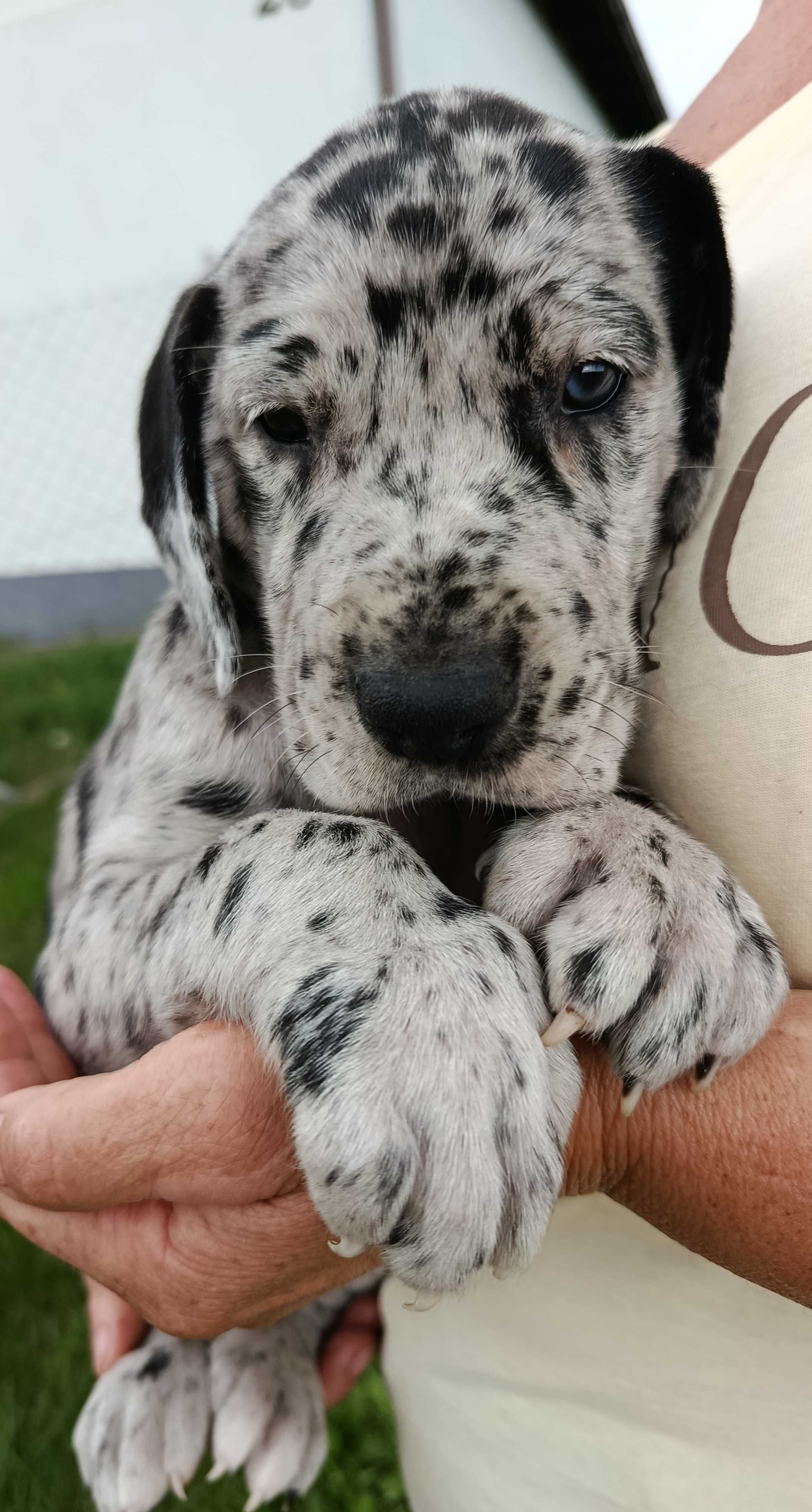 Dog niemiecki suczka