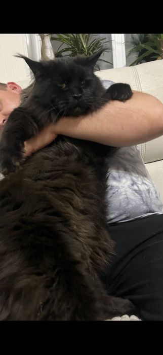 Пропоную чудових котят породи Мейн-кун.Питомник з хорошим родословним.