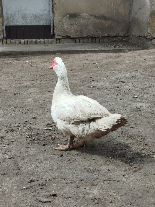 Каченята мускусна індокачка