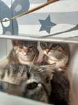 Três pequenos gatos tigres