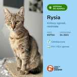Nieśmiała Rysia pilnie szuka swojego domu