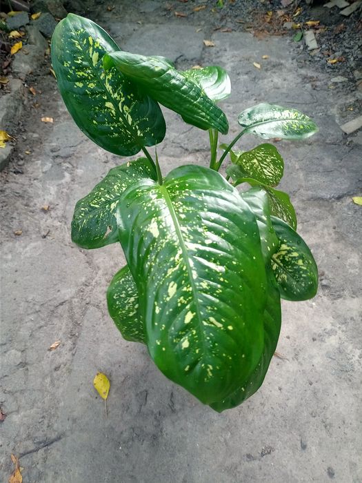 Дефинбафия. Вазон