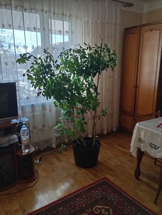 Продам домашню рослину. Шефлера