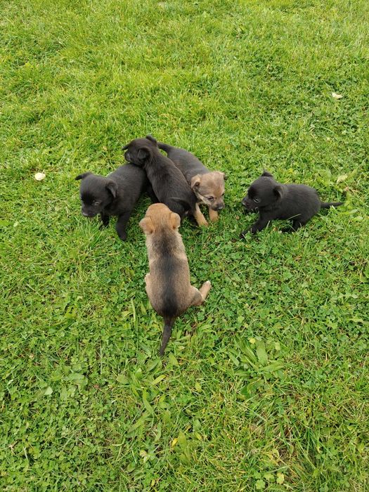 Oddam pieski w dobre ręce