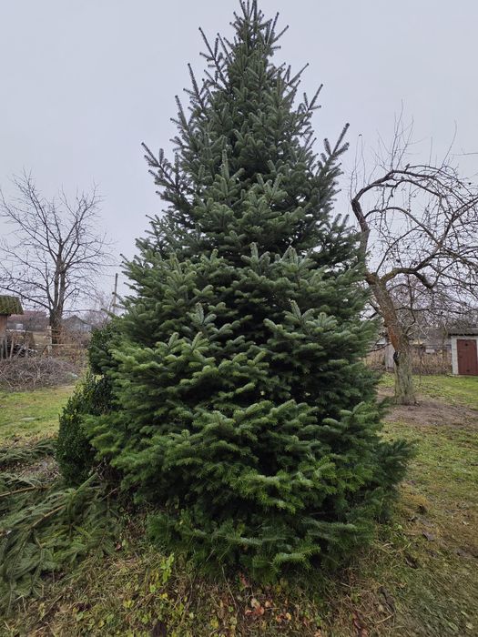 Ялинка жива (Ялиця)