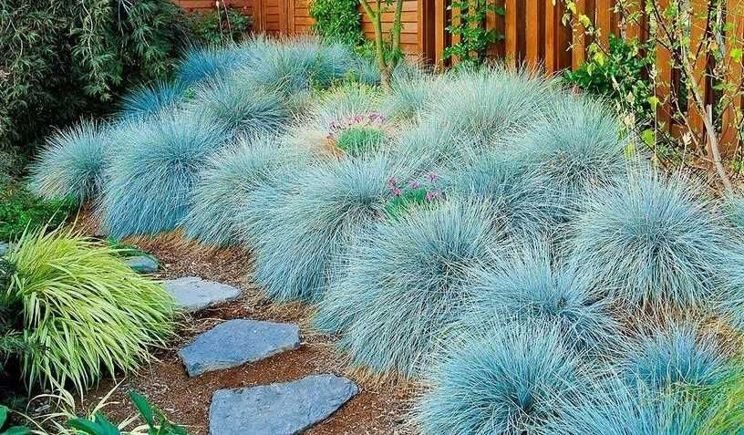 Квіти вівсяниця сиза , овсяница сизая , Festuca glauca.