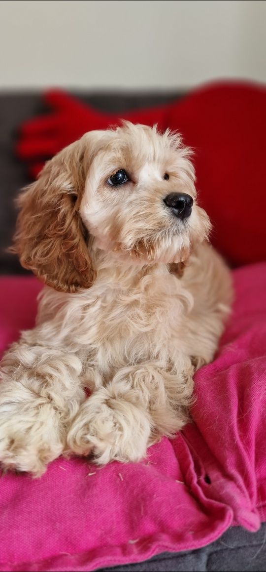 Cocapoo cocker spaniel amerykański I pudel czerwony