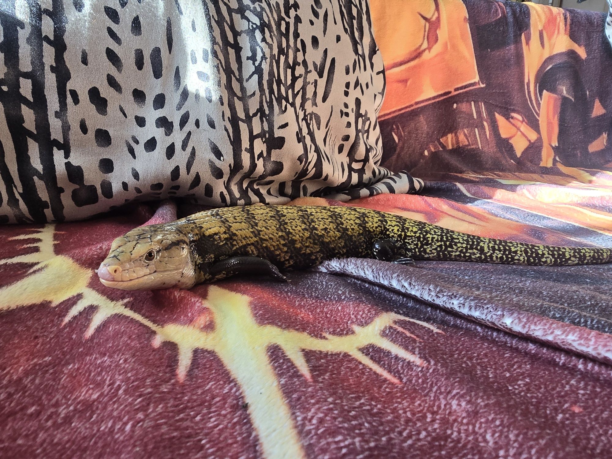 Tilikwa scynkowa / Scynk olbrzymi / Tiliqua scincoides / jaszczurka