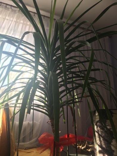 Smocze drzewo dracena