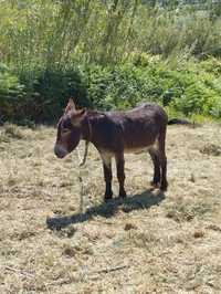 Burro mirandês inteiro