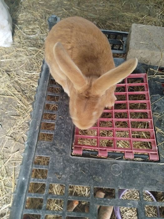 Sprzedam samca burmundzkiego