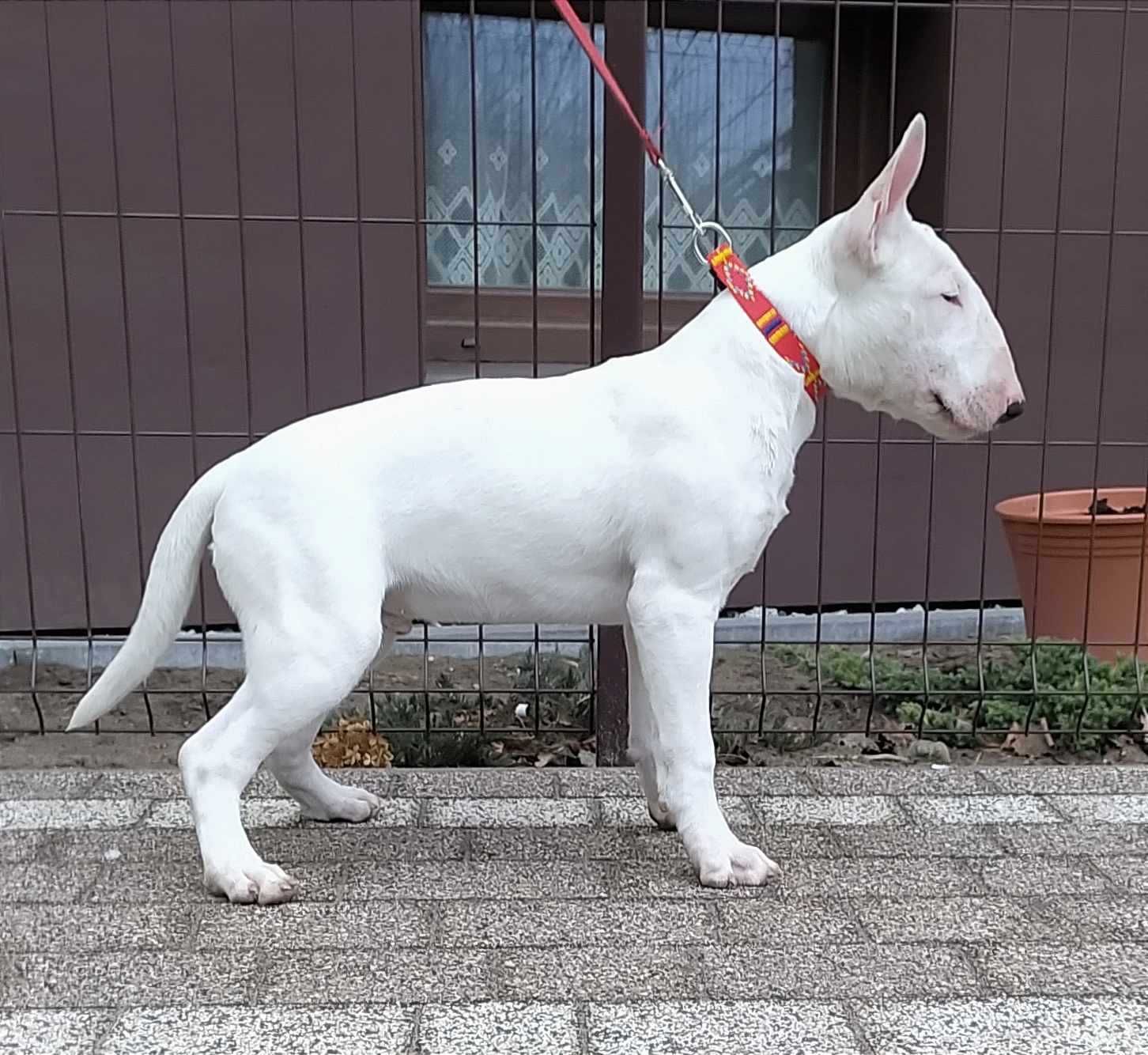 BULTERIER Bullterrier bullterier standardowy szczeniak pies ZKwP (FCI)