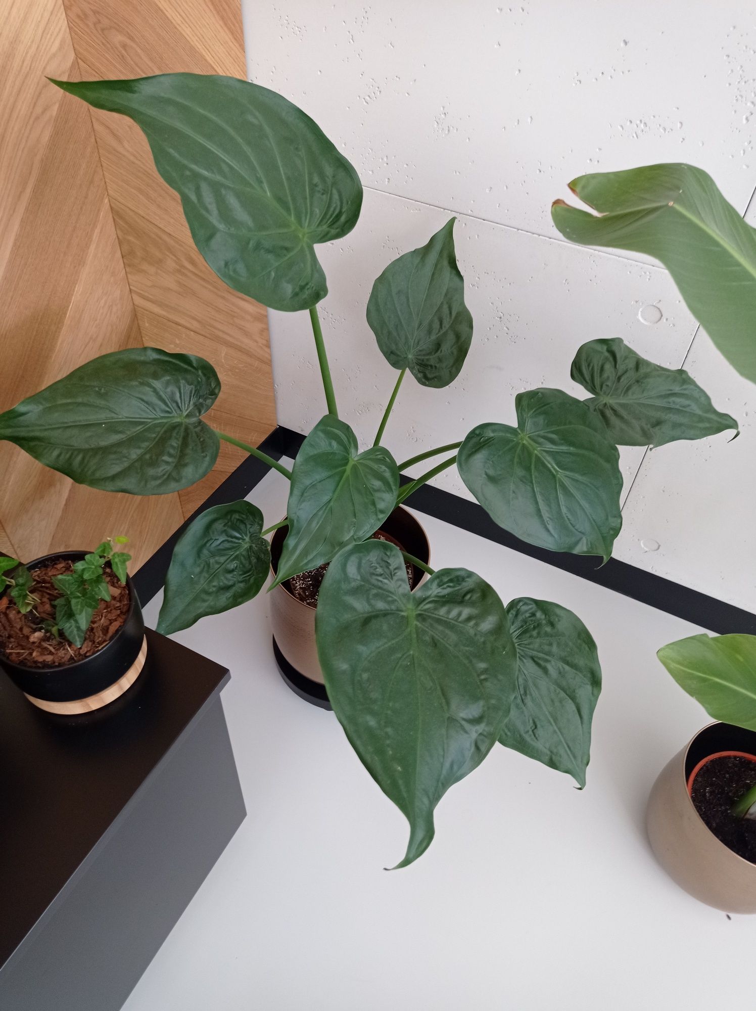 Duża alocasia kwiat roslina