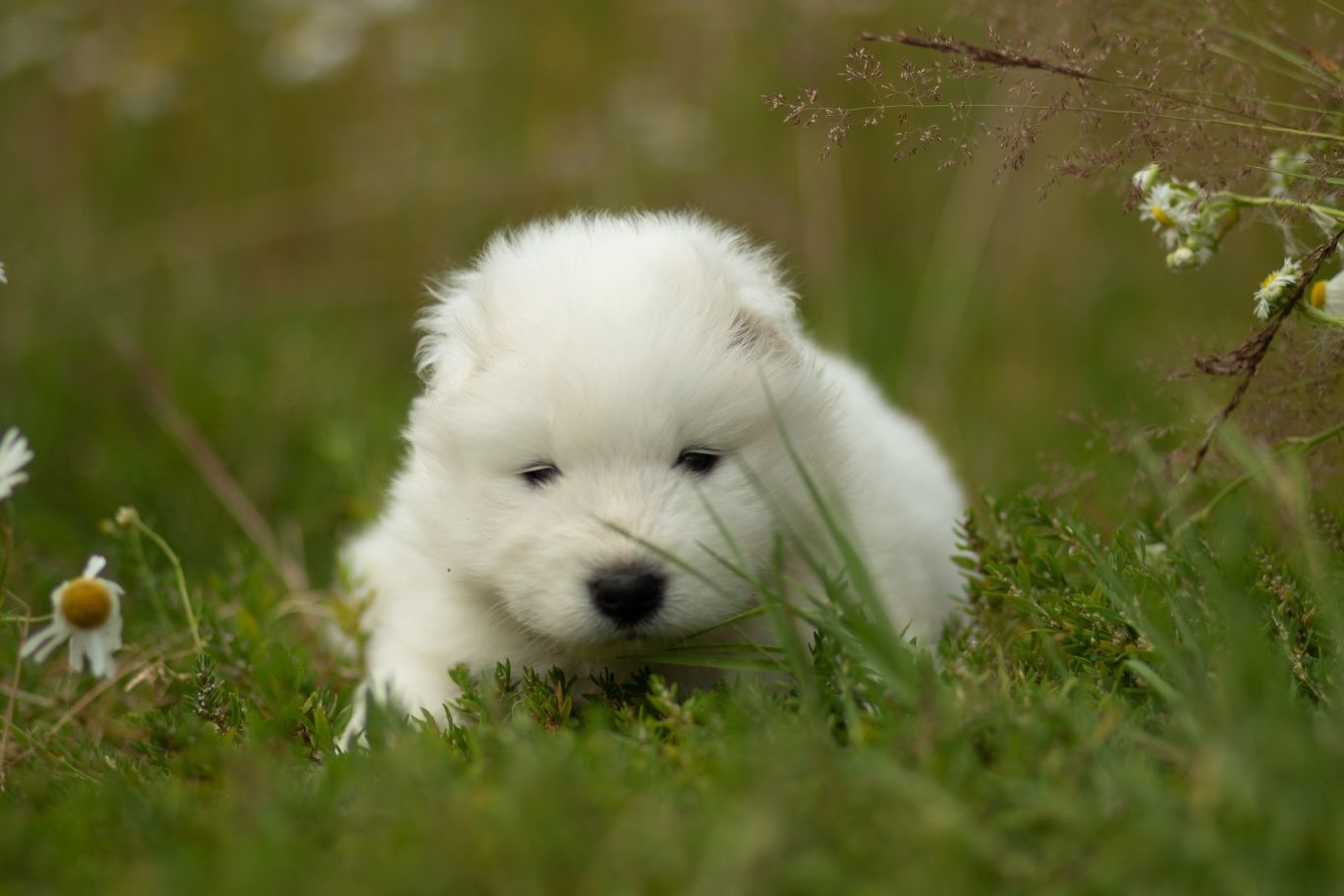 Samoyed chłopiec.  ZKwP,FCI.