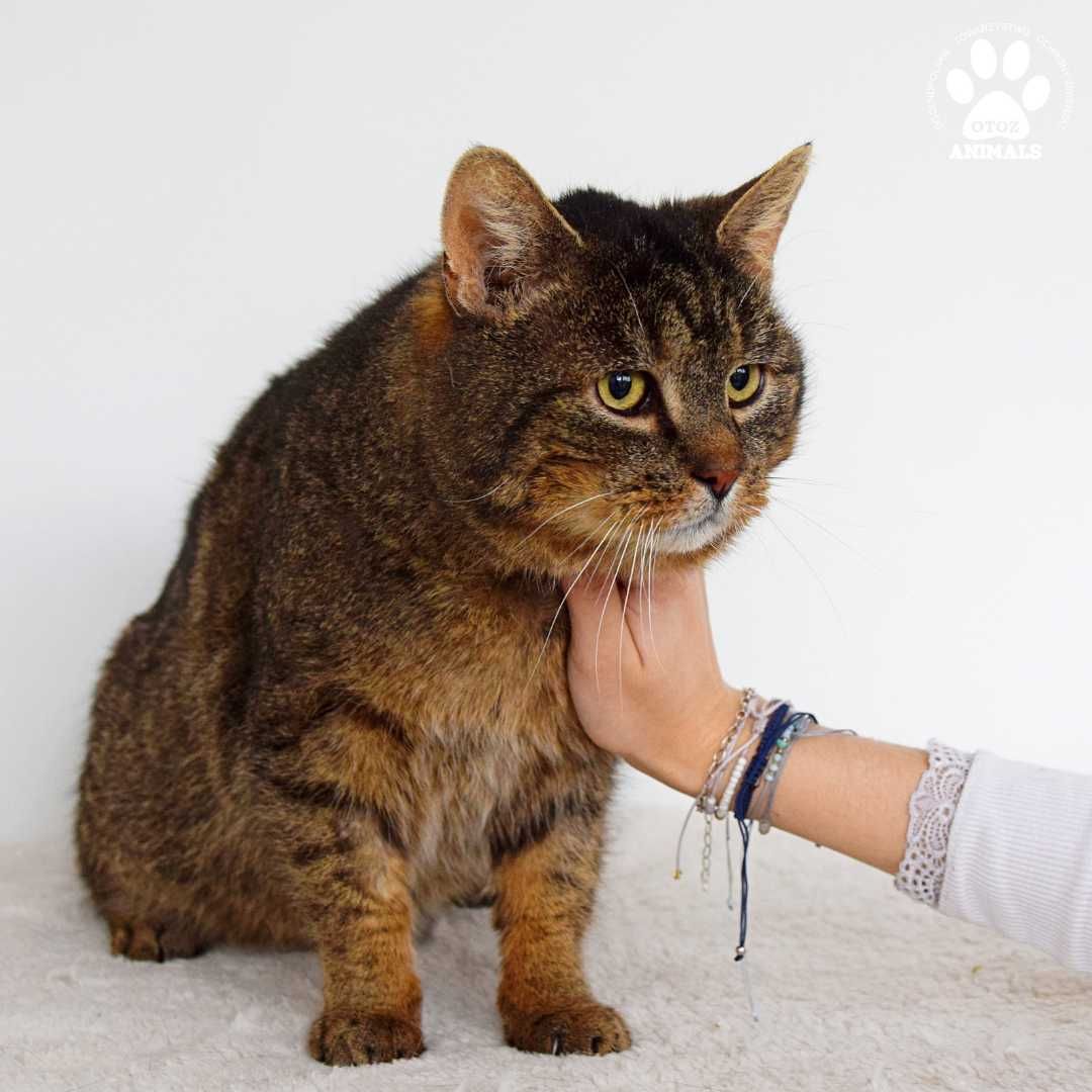 Łagodny kocurek do adopcji! Poznajcie Bakusia!