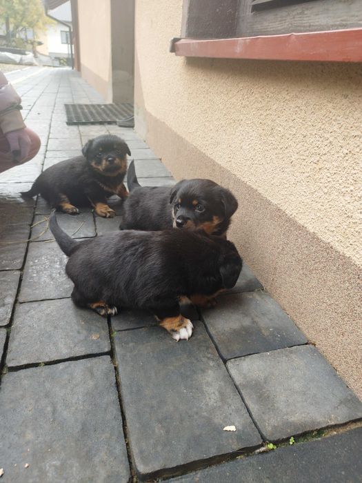 Oddam pieski szczeniaczki kundelki za darmo