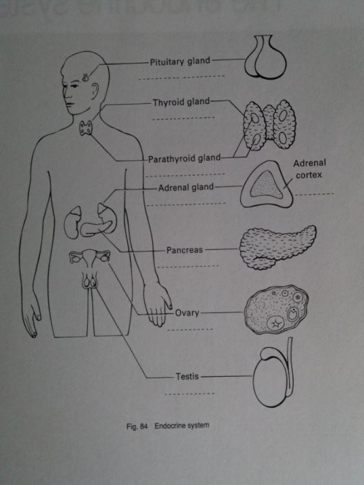 An Introduction to Medical Terminology / terminologia medyczna english