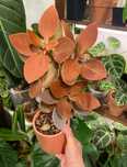 Kalanchoe orgyalis / каланхое мідна ложка
kalanchoe orgyalis
kalanchoe
