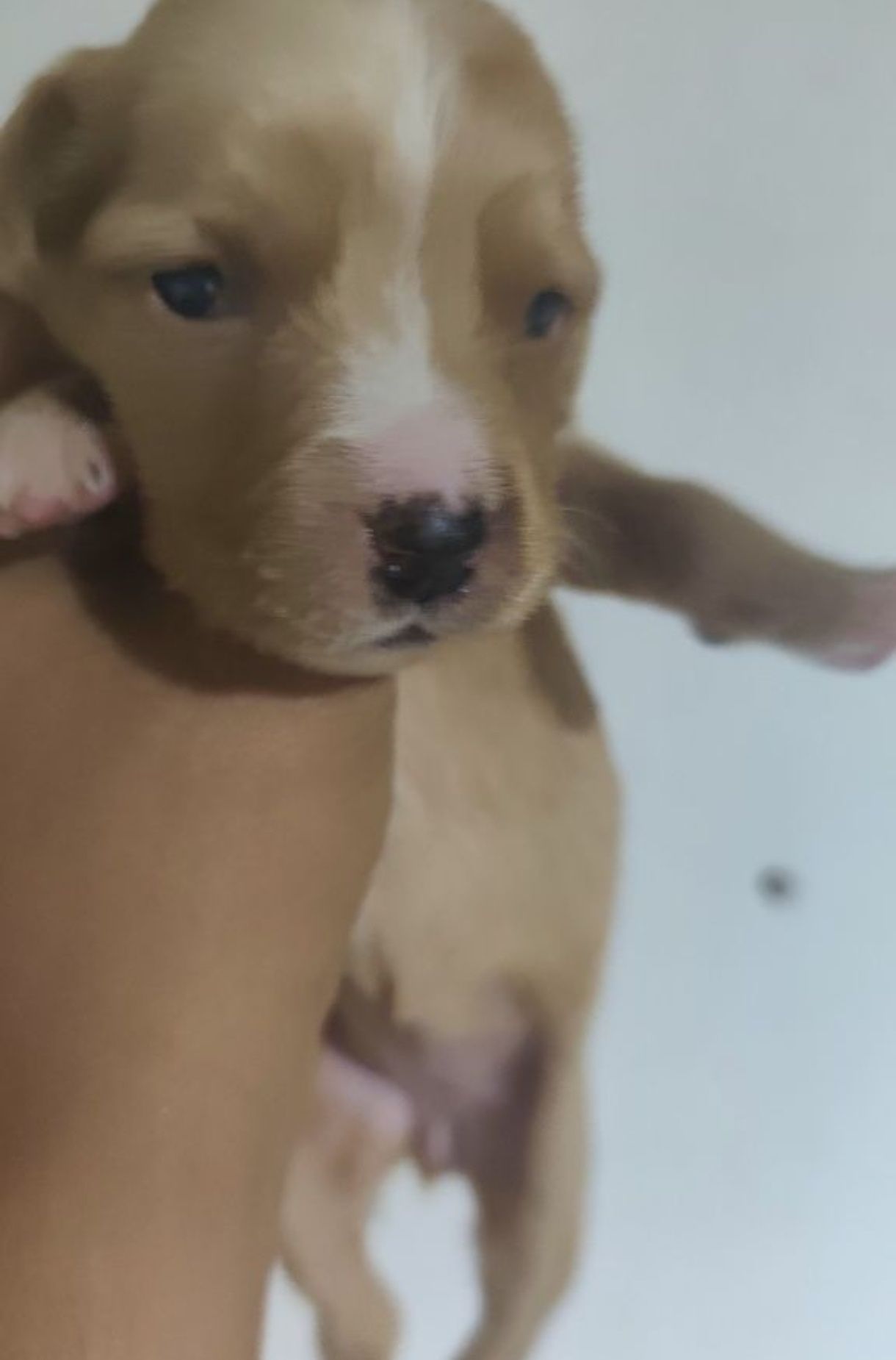 Animais para adoção
