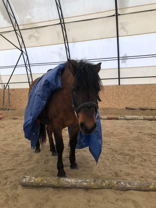 Portan  wałach kuc hucuł