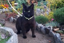 Очень красивая черная кошка ищет дом