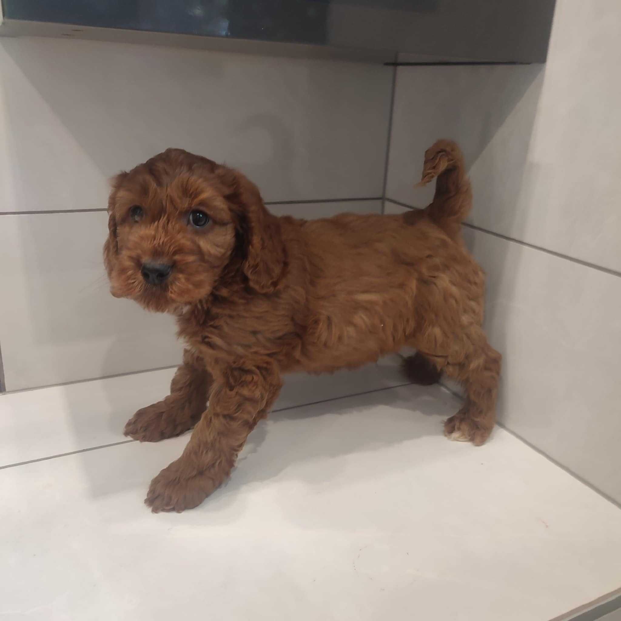 Cockapoo > Cocker & Pudel > hybryda /badania .