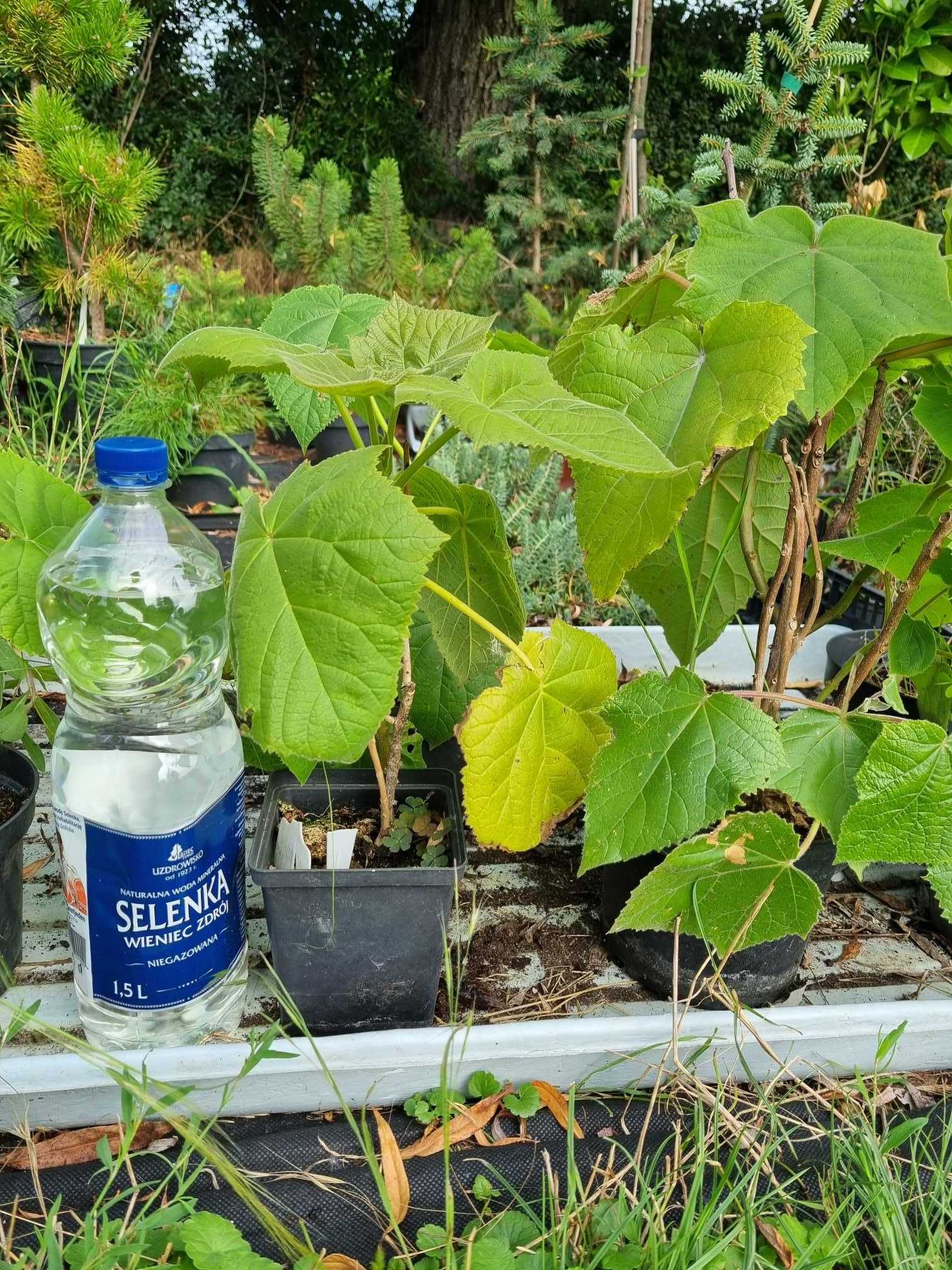 Paulownia, drzewo z dużymi przyrostami