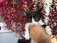 Gatinhos para adopção
