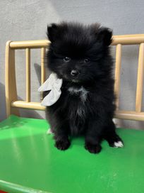 Pomeranian szpic miniaturowy suczka po fci