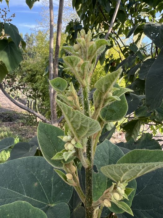 Paulownia elongata