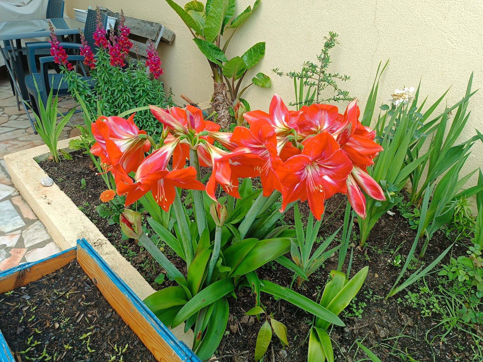 varias plantas e bolbos