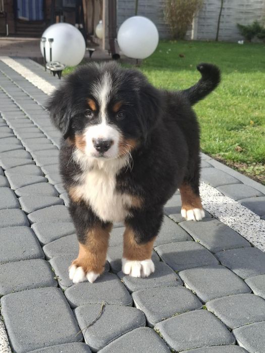 Berneński pies pasterski 8tyg z rodowodem