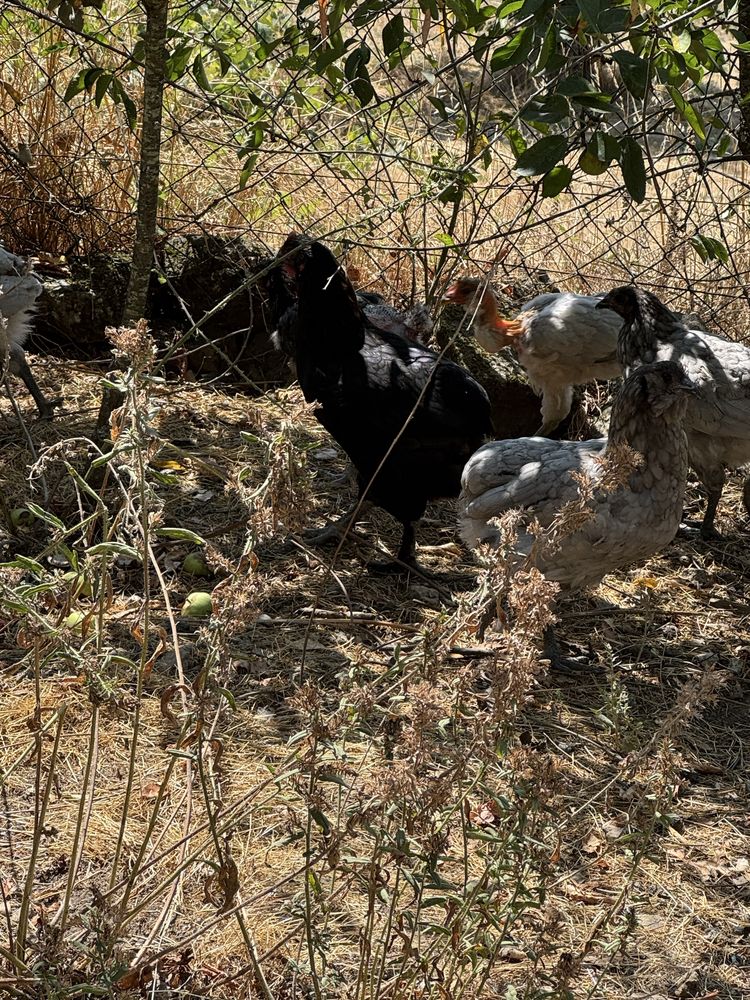Leghorn isabella, marans olive egg