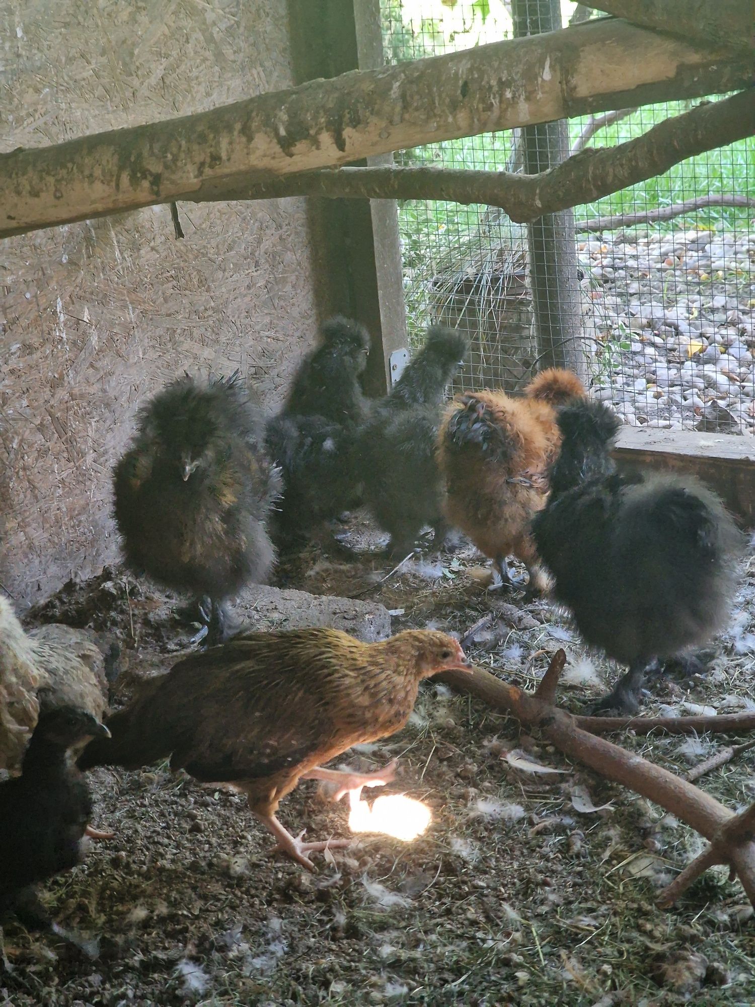 Koguty i kury  silki jedwabiste I ayam cemani