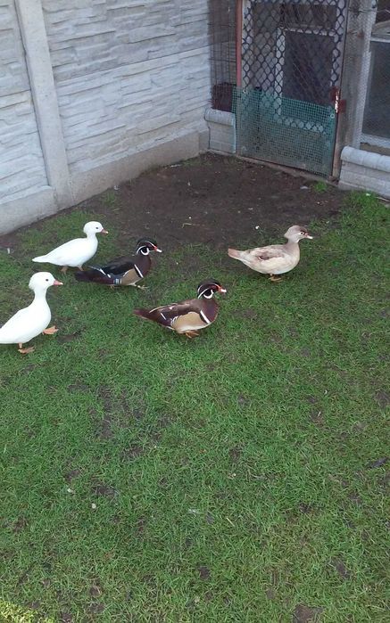 Kaczki karolinki beżowe