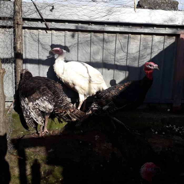 Perus machos e femeas